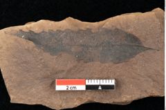 Foto (Detailsansicht) von Quercus palaeoilex Ettingshausen (NHMW-GEO-2024-0188-0854)